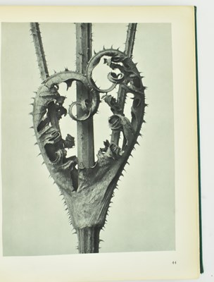 Lot 45 - BLOSSFELDT, KARL. 1929 ART FORMS IN NATURE
