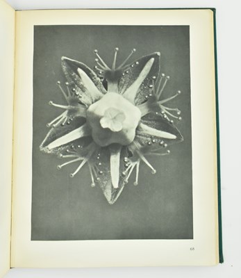 Lot 45 - BLOSSFELDT, KARL. 1929 ART FORMS IN NATURE