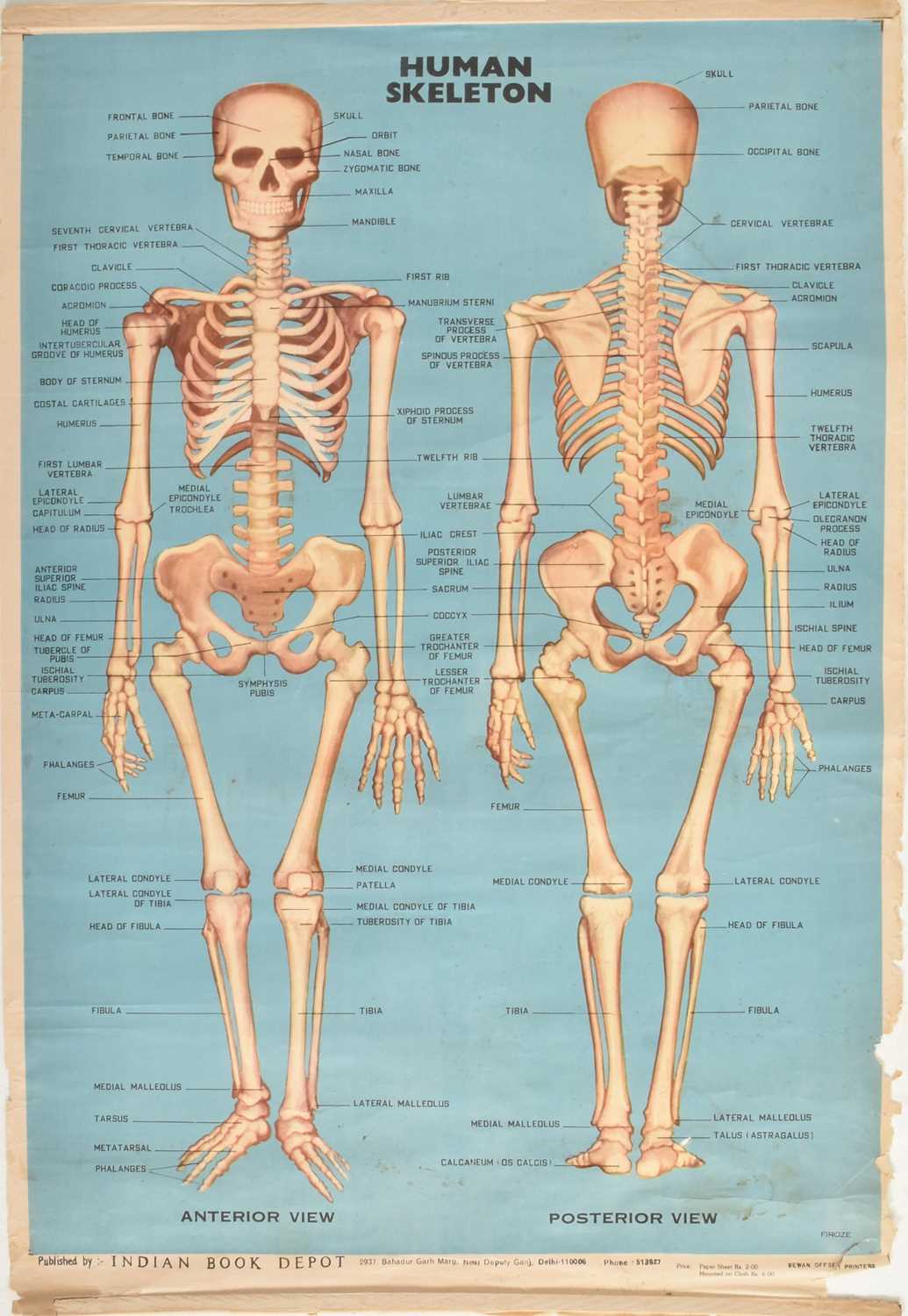 Lot 584 - VINTAGE MID CENTURY INDIAN PRODUCED HUMAN SKELETON ANATOMICAL POSTER