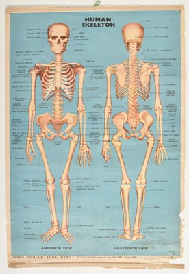 Lot 584 - VINTAGE MID CENTURY INDIAN PRODUCED HUMAN SKELETON ANATOMICAL POSTER