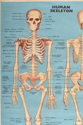 Lot 584 - VINTAGE MID CENTURY INDIAN PRODUCED HUMAN SKELETON ANATOMICAL POSTER