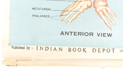Lot 584 - VINTAGE MID CENTURY INDIAN PRODUCED HUMAN SKELETON ANATOMICAL POSTER