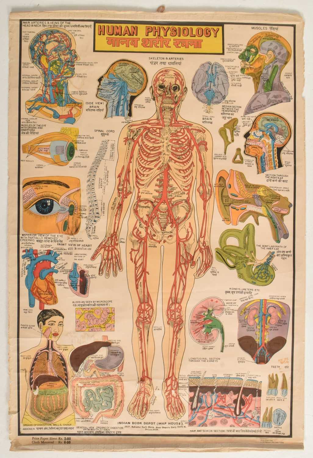 Lot 594 - VINTAGE MID CENTURY INDIAN HUMAN PHYSIOLOGY MEDICAL POSTER