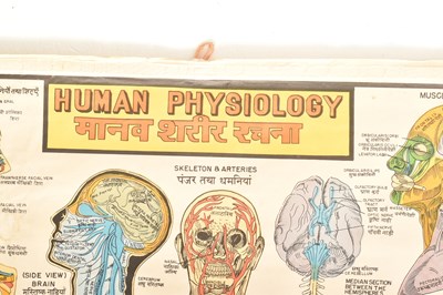 Lot 594 - VINTAGE MID CENTURY INDIAN HUMAN PHYSIOLOGY MEDICAL POSTER