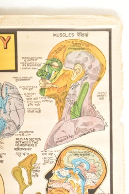 Lot 594 - VINTAGE MID CENTURY INDIAN HUMAN PHYSIOLOGY MEDICAL POSTER