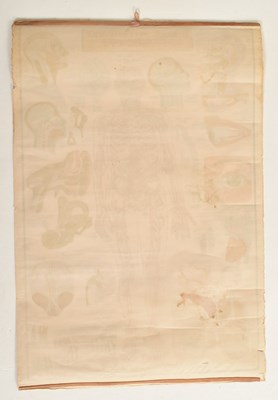 Lot 594 - VINTAGE MID CENTURY INDIAN HUMAN PHYSIOLOGY MEDICAL POSTER