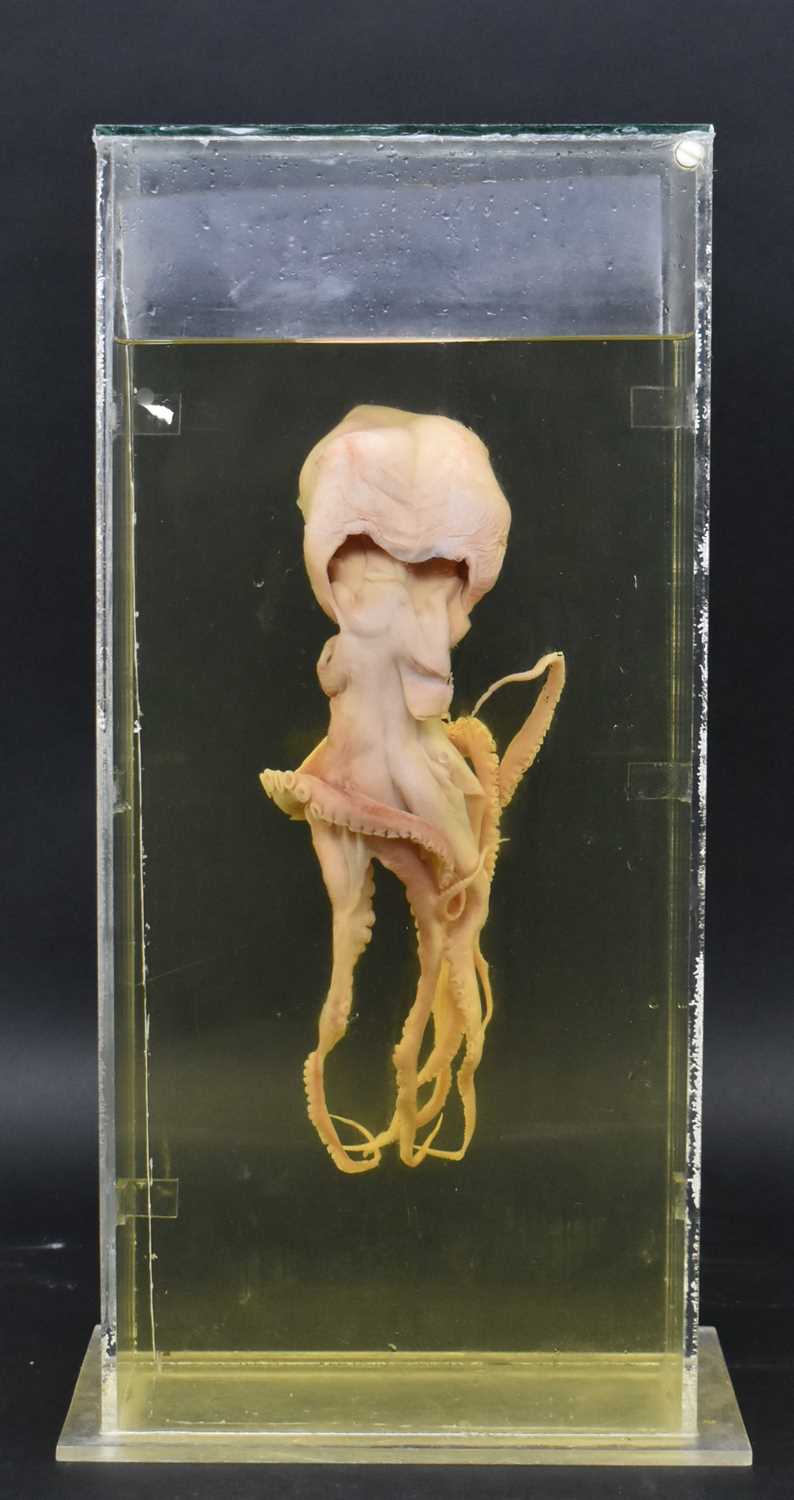 Lot 205 - PRIVATE COLLECTION OF DERREN BROWN - WET SPECIMEN OCTOPUS IN CASE