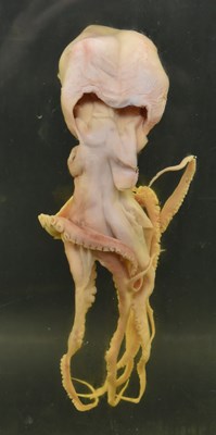 Lot 205 - PRIVATE COLLECTION OF DERREN BROWN - WET SPECIMEN OCTOPUS IN CASE