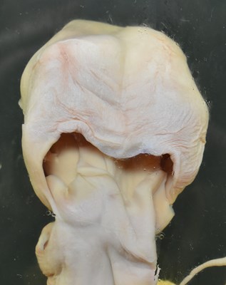 Lot 205 - PRIVATE COLLECTION OF DERREN BROWN - WET SPECIMEN OCTOPUS IN CASE