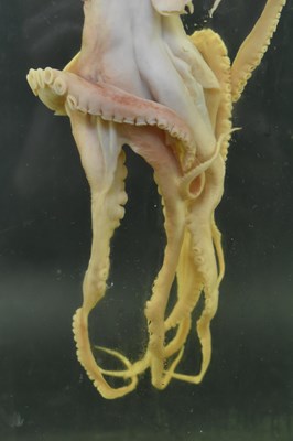 Lot 205 - PRIVATE COLLECTION OF DERREN BROWN - WET SPECIMEN OCTOPUS IN CASE
