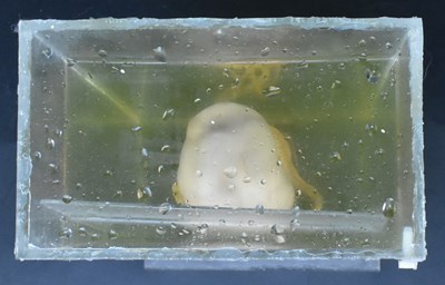 Lot 205 - PRIVATE COLLECTION OF DERREN BROWN - WET SPECIMEN OCTOPUS IN CASE