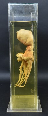 Lot 205 - PRIVATE COLLECTION OF DERREN BROWN - WET SPECIMEN OCTOPUS IN CASE