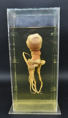 Lot 205 - PRIVATE COLLECTION OF DERREN BROWN - WET SPECIMEN OCTOPUS IN CASE