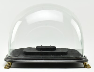 Lot 82 - VICTORIAN CIRCA 1825 GLASS DOME WITH EBONISED BLACK WOODEN BASE