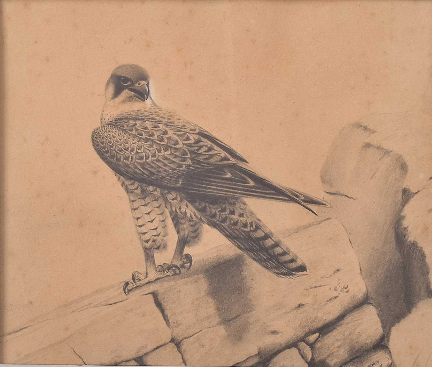 Lot 220 - DAVID M. REID-HENRY - PENCIL ON PAPER DRAWING OF A FALCON - BIRD OF PREY