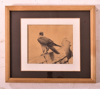 Lot 220 - DAVID M. REID-HENRY - PENCIL ON PAPER DRAWING OF A FALCON - BIRD OF PREY