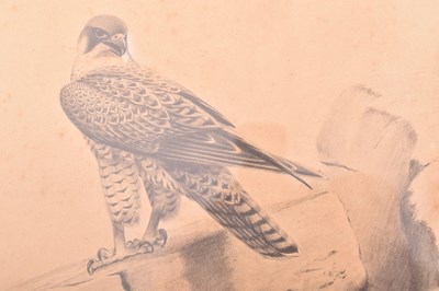 Lot 220 - DAVID M. REID-HENRY - PENCIL ON PAPER DRAWING OF A FALCON - BIRD OF PREY