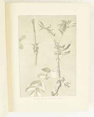 Lot 213 - DENDROLOGY. 1907 BRITISH TREES DRAWN AND DESCRIBED BY REX VICAT COLE, 2VOLS