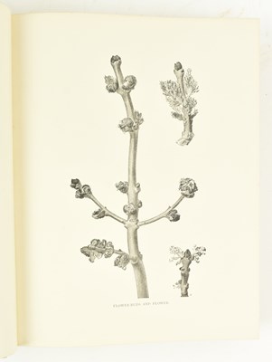 Lot 213 - DENDROLOGY. 1907 BRITISH TREES DRAWN AND DESCRIBED BY REX VICAT COLE, 2VOLS