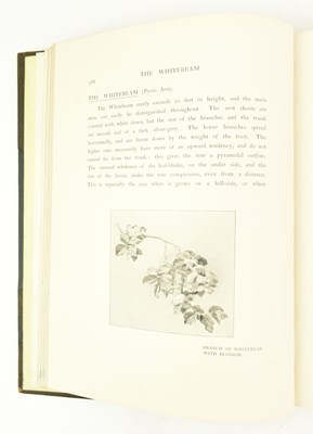 Lot 213 - DENDROLOGY. 1907 BRITISH TREES DRAWN AND DESCRIBED BY REX VICAT COLE, 2VOLS