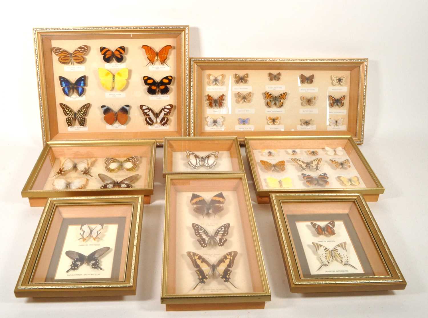 Lot 254 - LARGE COLLECTION OF TAXIDERMY BUTTERFLY SPECIMENS