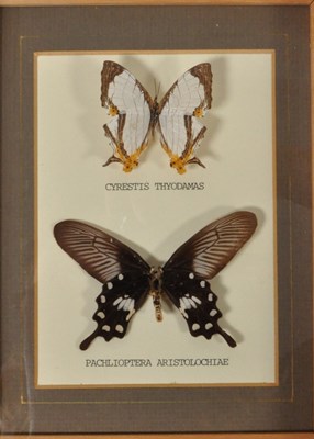 Lot 254 - LARGE COLLECTION OF TAXIDERMY BUTTERFLY SPECIMENS