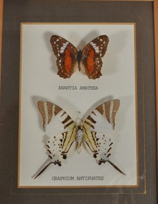 Lot 254 - LARGE COLLECTION OF TAXIDERMY BUTTERFLY SPECIMENS