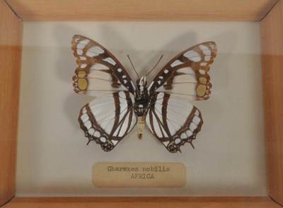 Lot 254 - LARGE COLLECTION OF TAXIDERMY BUTTERFLY SPECIMENS