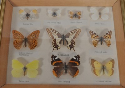 Lot 254 - LARGE COLLECTION OF TAXIDERMY BUTTERFLY SPECIMENS