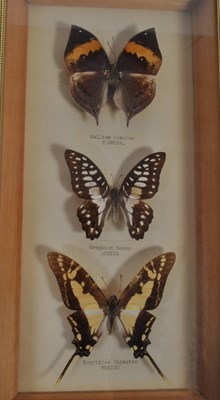 Lot 254 - LARGE COLLECTION OF TAXIDERMY BUTTERFLY SPECIMENS