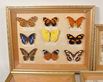 Lot 254 - LARGE COLLECTION OF TAXIDERMY BUTTERFLY SPECIMENS