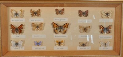 Lot 254 - LARGE COLLECTION OF TAXIDERMY BUTTERFLY SPECIMENS