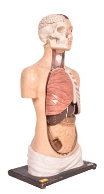 Lot 29 - MID 20TH CENTURY PAINTED PLASTICAST ANATOMICAL BUST