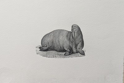 Lot 79 - AFTER THOMAS BEWICK (B.1753-1828) - THE WALRUS