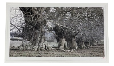 Lot 71 - MEL (UNKNOWN) - CHESTNUT AVENUE