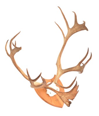 Lot 359 - OF NATURAL HISTORY INTEREST - PAIR OF CARIBOU MOUNTED ANTLERS