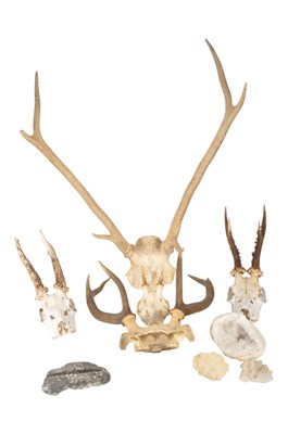 Lot 531 - COLLECTION OF 20TH CENTURY TAXIDERMY DEER SKULLS