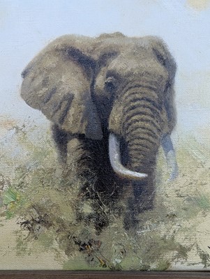 Lot 350 - DAVID SHEPHERD (1931-2017) - ELEPHANT STUDY - OIL ON CANVAS