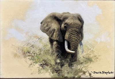 Lot 350 - DAVID SHEPHERD (1931-2017) - ELEPHANT STUDY - OIL ON CANVAS