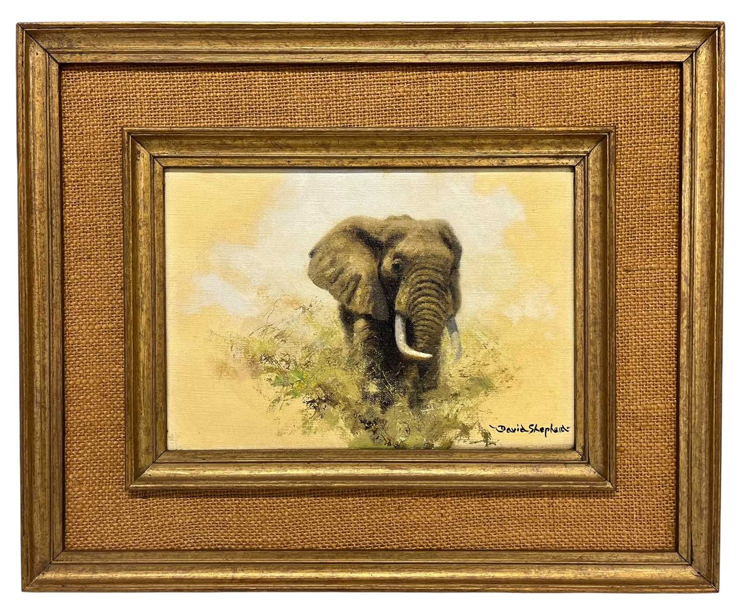Lot 350 - DAVID SHEPHERD (1931-2017) - ELEPHANT STUDY - OIL ON CANVAS