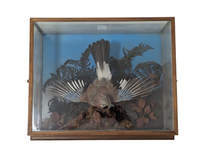 Lot 573 - NATURAL HISTORY INTEREST - 20TH CENTURY TAXIDERMY EUROPEAN JAY