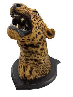 Lot 540 - 19TH CENTURY VICTORIAN TAXIDERMY LEOPARD'S HEAD