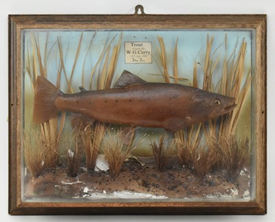 Lot 102 - OF NATURAL HISTORY INTEREST - VICTORIAN 1889 TAXIDERMY TROUT FISH