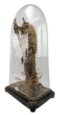 Lot 100 - 19TH CENTURY TAXIDERMY GIANT FLYING SQUIRREL IN GLASS DOME CASE