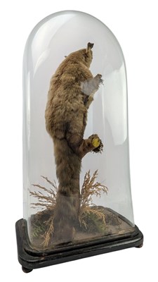 Lot 100 - 19TH CENTURY TAXIDERMY GIANT FLYING SQUIRREL IN GLASS DOME CASE