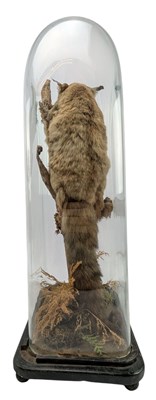 Lot 100 - 19TH CENTURY TAXIDERMY GIANT FLYING SQUIRREL IN GLASS DOME CASE