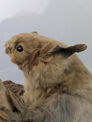 Lot 100 - 19TH CENTURY TAXIDERMY GIANT FLYING SQUIRREL IN GLASS DOME CASE