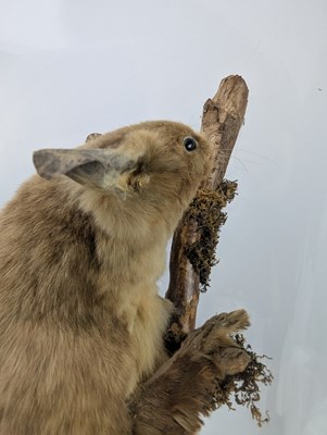 Lot 100 - 19TH CENTURY TAXIDERMY GIANT FLYING SQUIRREL IN GLASS DOME CASE