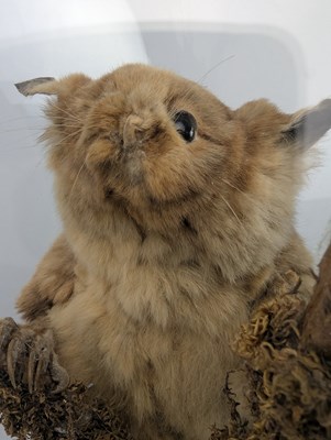 Lot 100 - 19TH CENTURY TAXIDERMY GIANT FLYING SQUIRREL IN GLASS DOME CASE