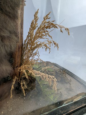 Lot 100 - 19TH CENTURY TAXIDERMY GIANT FLYING SQUIRREL IN GLASS DOME CASE